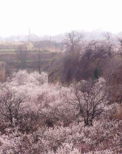 樱桃沟景区