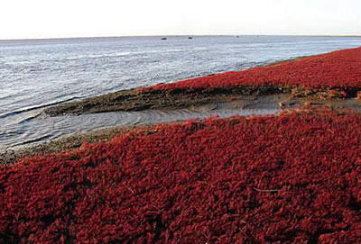 红海滩