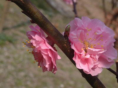 野花谷自然风景区