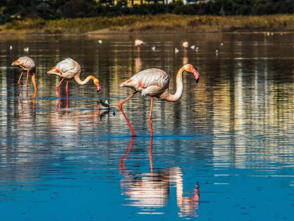 拉纳卡盐湖(Larnaca Salt Lake)