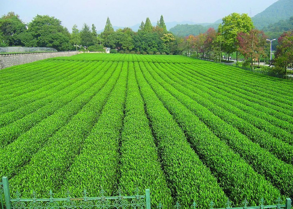 定向越野知识4植被符号及实例详解