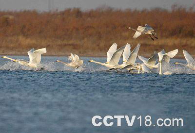 黄河故道湿地自然保护区风景图