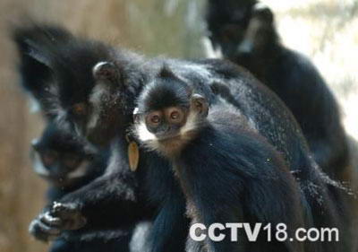 野钟黑叶猴自然保护区风景图