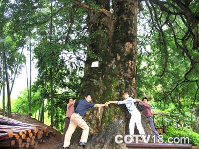 盘县古银杏风景名胜区风景图