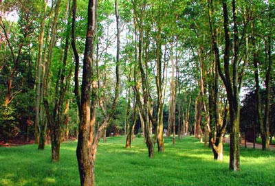 劳山森林公园风景图