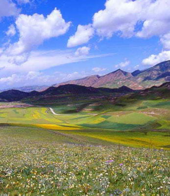 桑科草原风景图