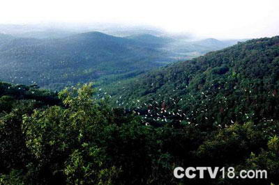 紫蓬山国家森林公园风景图