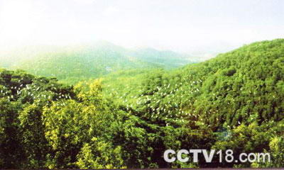 紫蓬山国家森林公园风景图