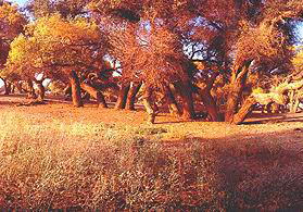 鄂尔多斯草原旅游区风景图