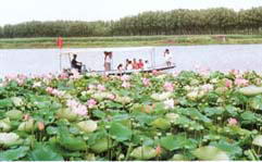 莲花湖风景图