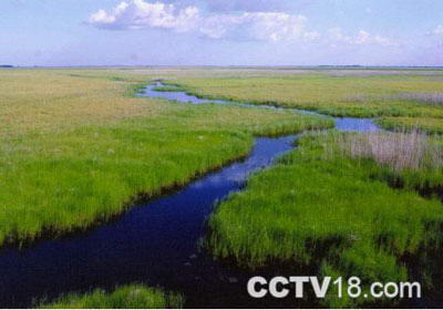 洪河自然保护区风景图