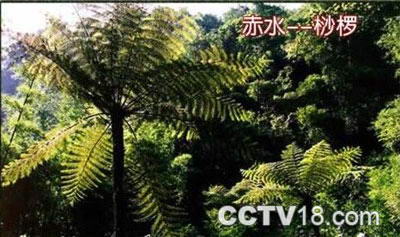 桫椤王国